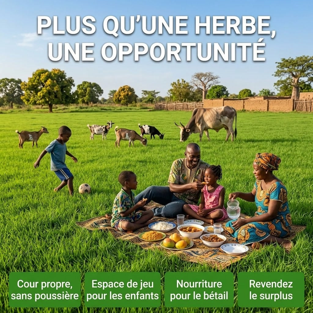 Graines de Gazon Tapis Vert – Une cour verte en quelques semaines